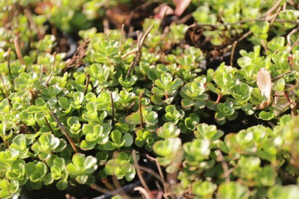 Sedum spurium ´Schorbuser Blut´